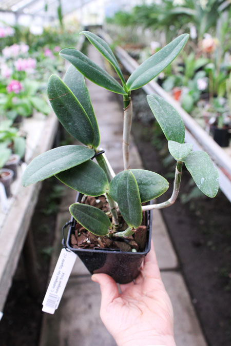 Cattleya loddigesii tipo 'Gigante' x Cattleya loddigesii 'Erica'.jpg