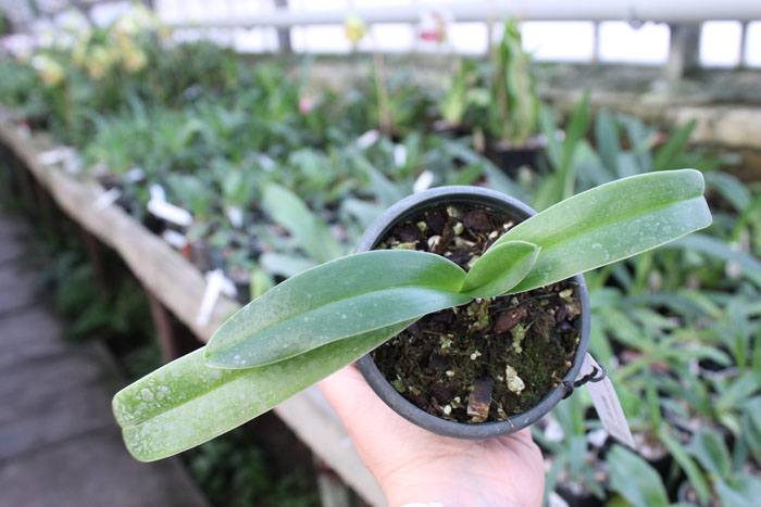 Paphiopedilum charlesworthii 'In-Charm' x Paphiopedilum Via Gala.jpg