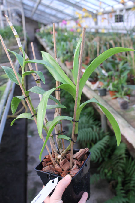 Dendrobium stratiotes.jpg