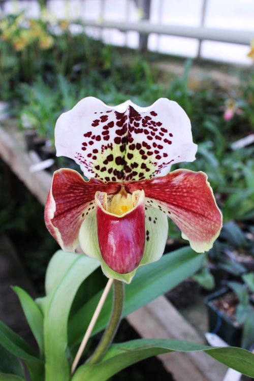 Paphiopedilum (Morgana Spots x Mingo) x Big Smile.jpg