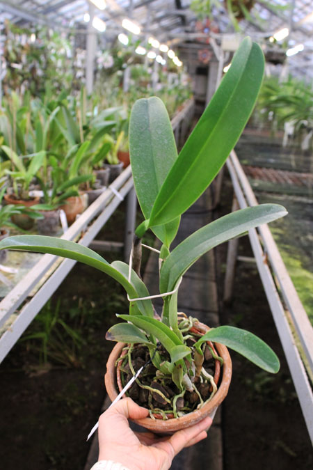 Cattleya warneri alba 'Da Mercedes' x Laelia tenebrosa albina (DAR).jpg
