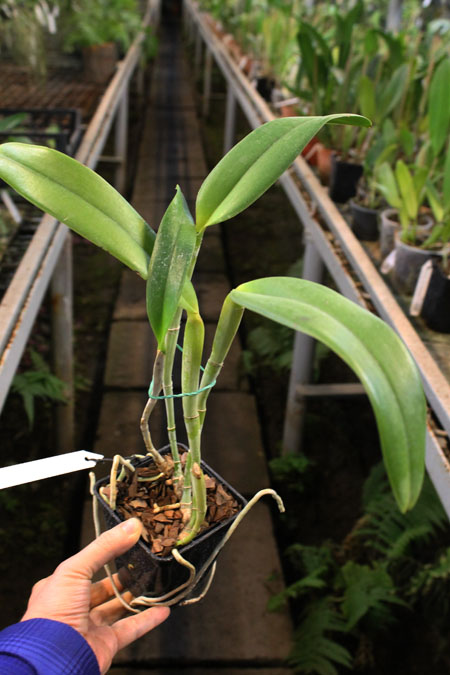 Laelia purpurata alba ('Cunha' x 'Campea') x Cattleya leopoldii 'Cetro de Esmeraldas'.jpg