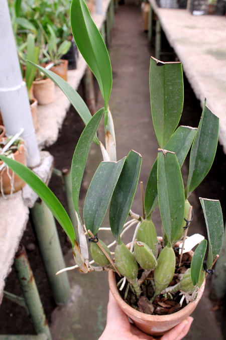 Laelia anceps Dawsonii f. Chiapensis.JPG