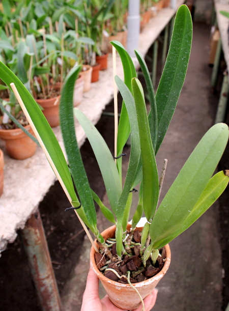 Laelia purpurata estriata 'Doracy' x self.JPG