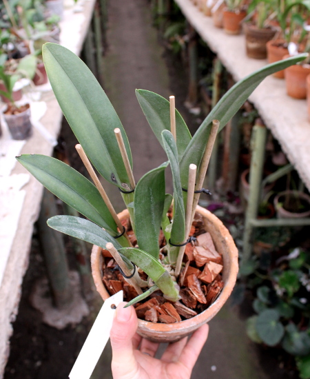 Brassavola Aristocrat (Brassavola glauca x digbyana).JPG