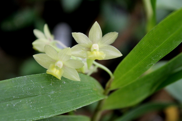 Dendrobium ionopus2.JPG