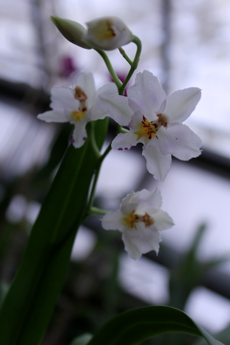 Wilsonara Opalescent 'On The Edge'2.JPG