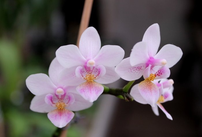 Phalaenopsis Liu's Rainbow.JPG
