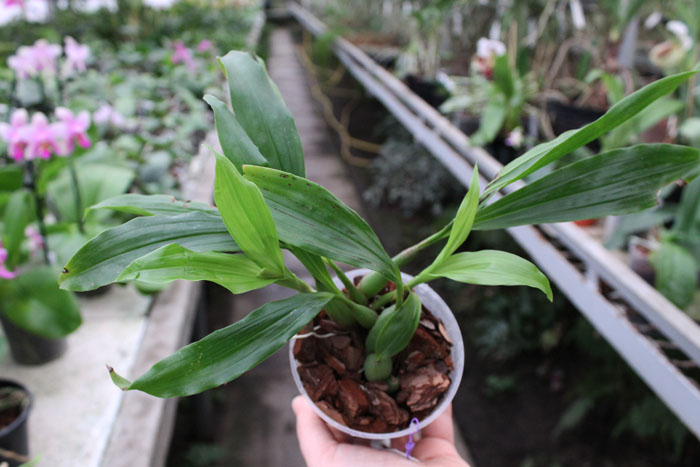 Pholidota chinensis.jpg