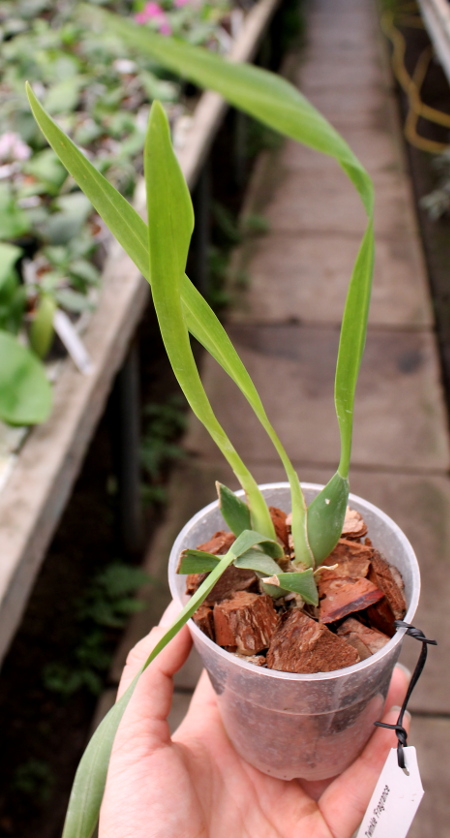Oncidium Twinkle 'Fragrance Fantasy'.JPG