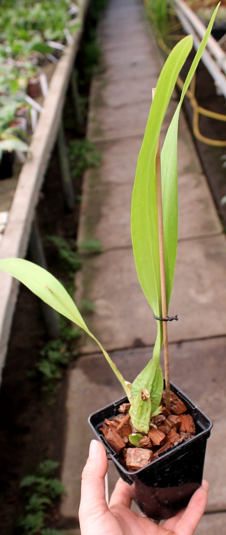 Odontoglossum sceptrum2.JPG