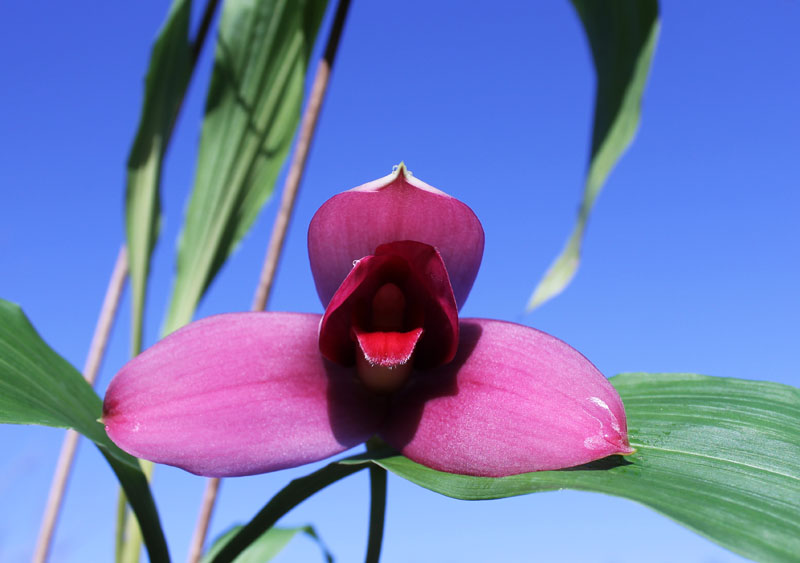 Lycaste Fire Bird.jpg