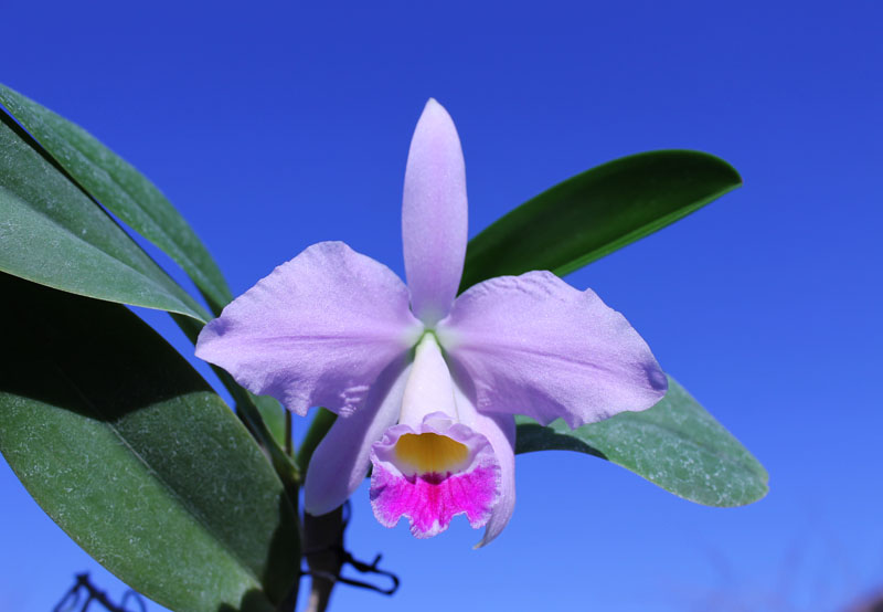 Cattleya warneri semi alba 'Geneva' x Laelia praestans alba.jpg