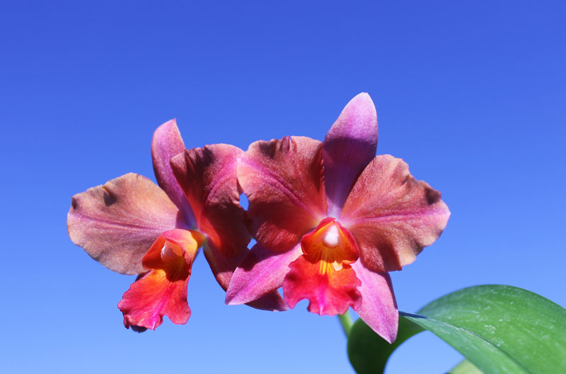 Cattlianthe Sunrise Doll 'AV' (Cattlianthe Seagulls Torch Song x Cattleya Morning Glow).jpg