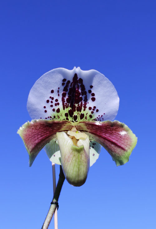 Paphiopedilum Weihnachtsbluher.jpg