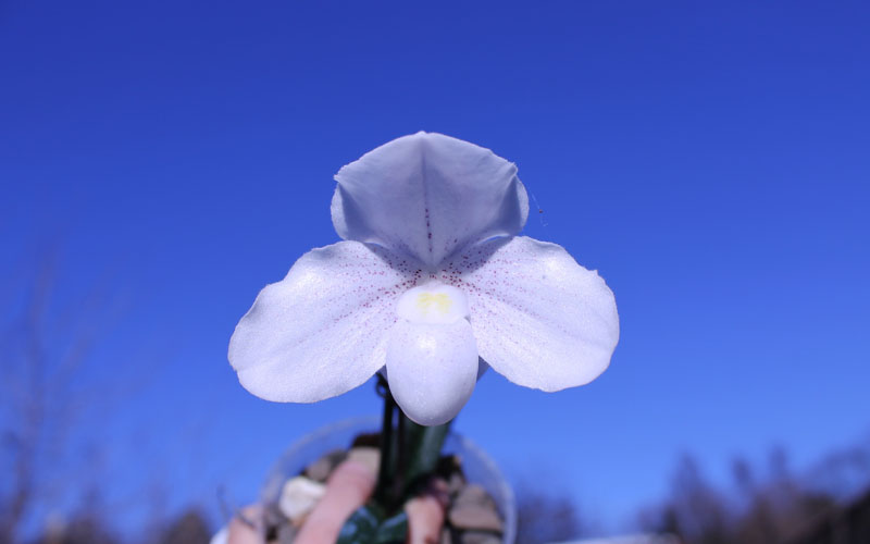Paphiopedilum niveum.jpg