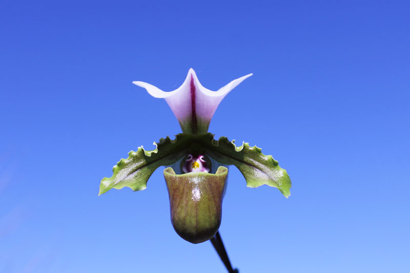 Paphiopedilum spicerianum.jpg