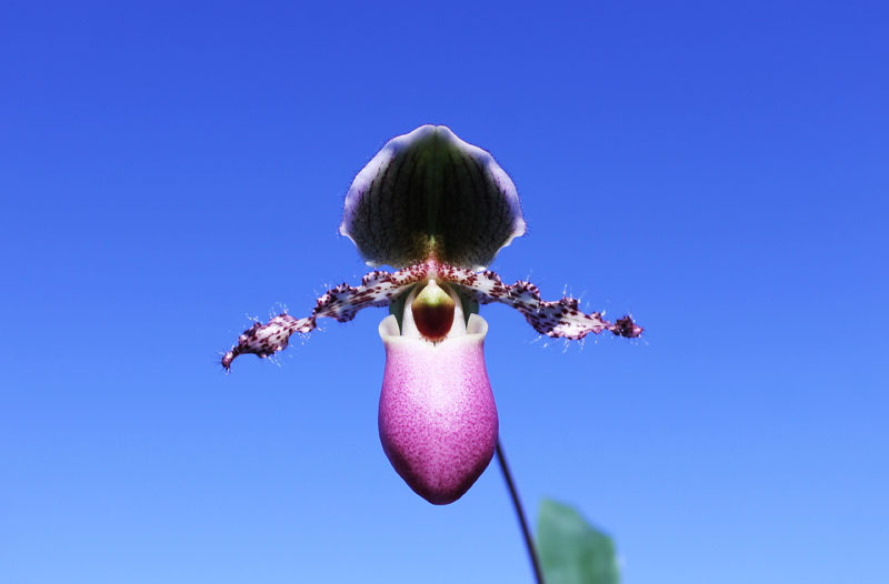 Paphiopedilum moquetteanum.jpg