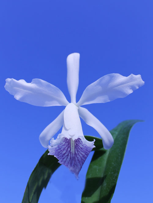 Cattleya Dominiana.jpg