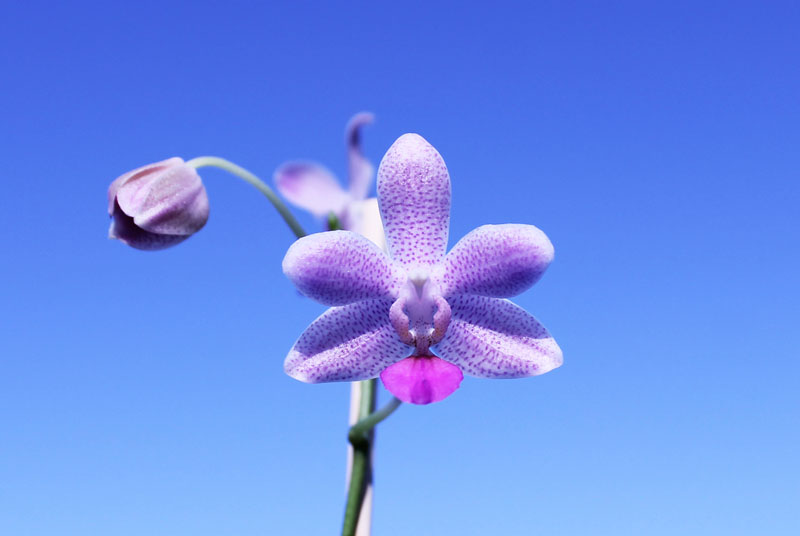 Phalaenopsis lindenii x javanica.jpg