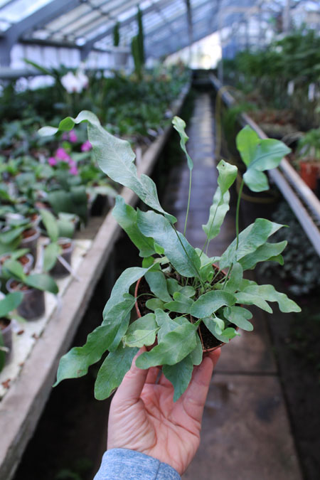 Polypodium aureum.jpg
