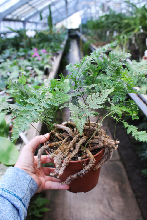 Davallia canariensis.jpg