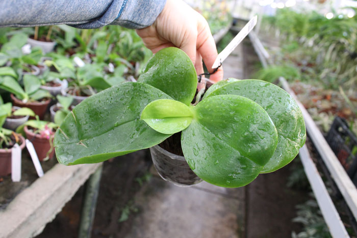 Phalaenopsis bellina 'Ponkan'.jpg