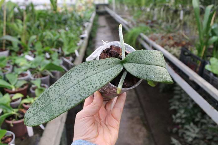 Phalaenopsis celebensis x Phalaenopsis Venus.jpg