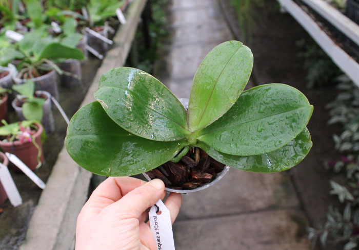 Phalaenopsis George Vasquez x (Coral Nosa x bellina).jpg