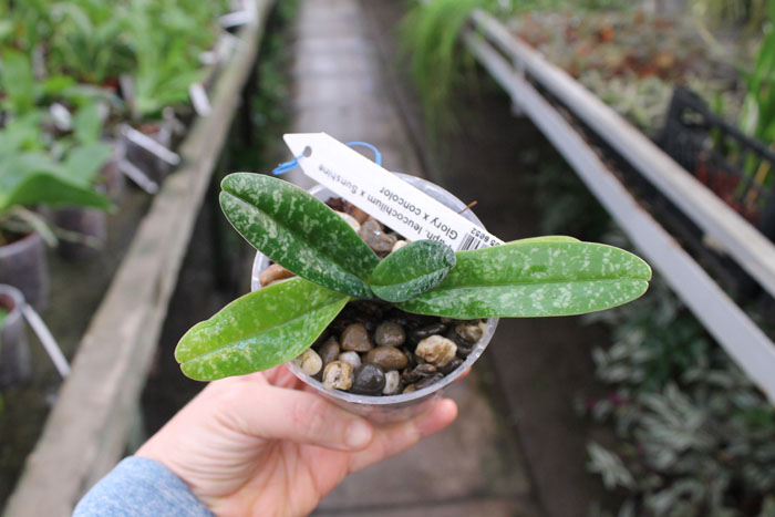 Paphiopedilum leucochilum x Sunshine Glory x concolor.jpg