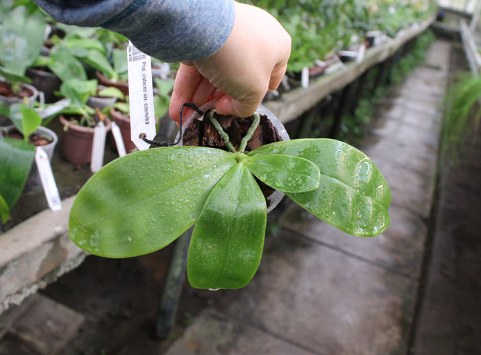 Phalaenopsis violacea var coerulea.jpg