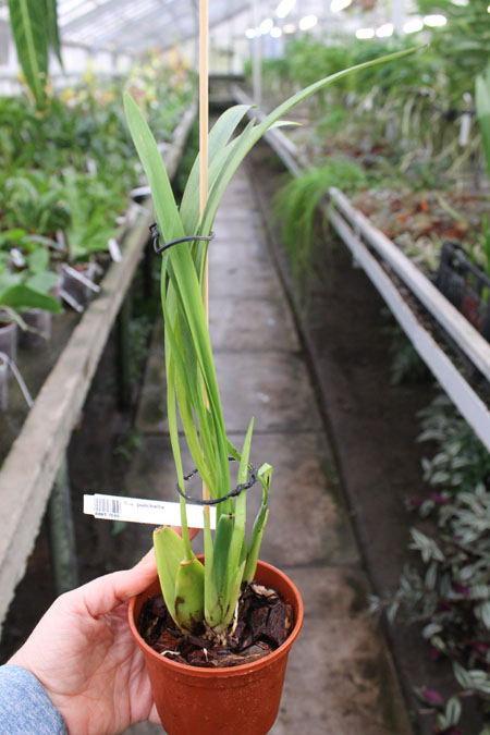 Cuitlauzina pulchella.jpg