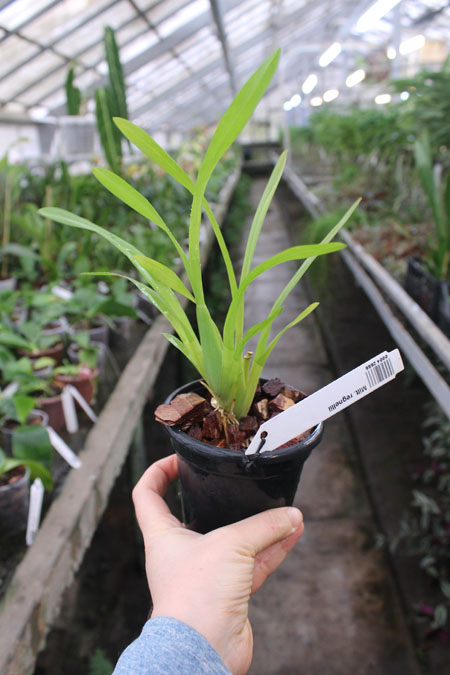 Miltonia regnellii.jpg