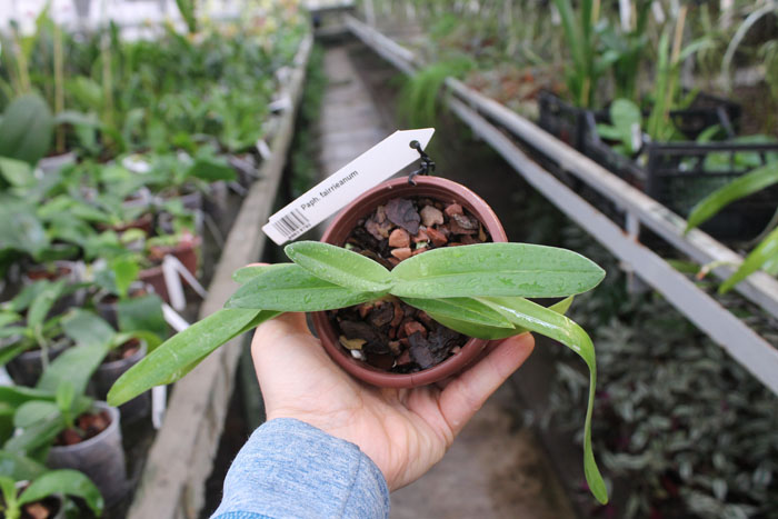 Paphiopedilum fairrieanum.jpg