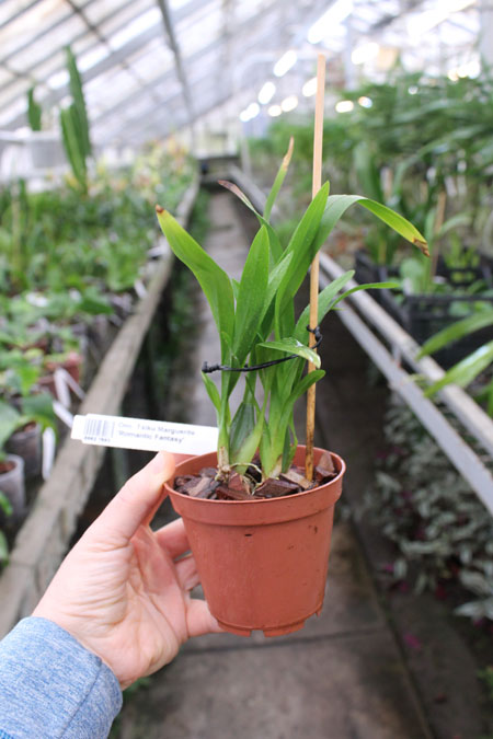 Oncidium Tsiku Marguerite 'Romantic Fantasy'.jpg