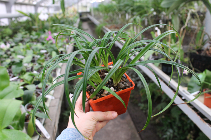 Phragmipedium pearcei.jpg