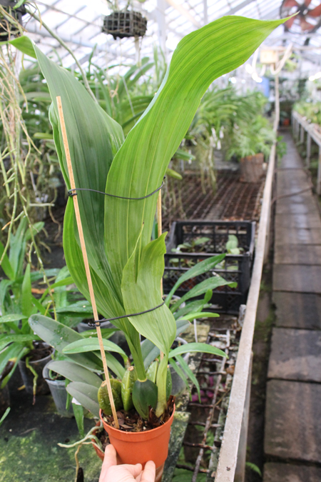 Lycaste Arashiyama.jpg