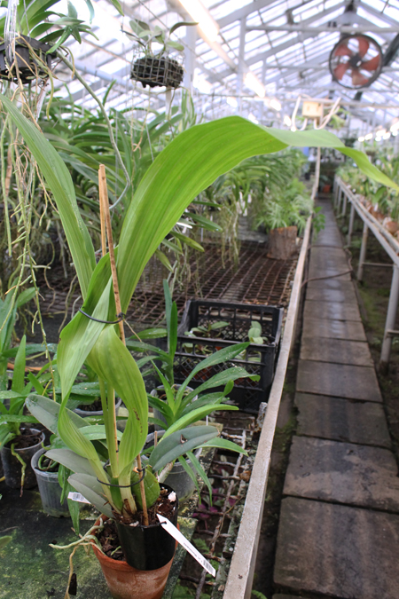 Lycaste Muromachi.jpg