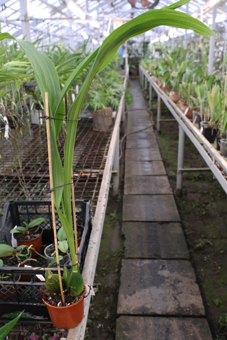 Lycaste Mem Kageyuki Mito.jpg