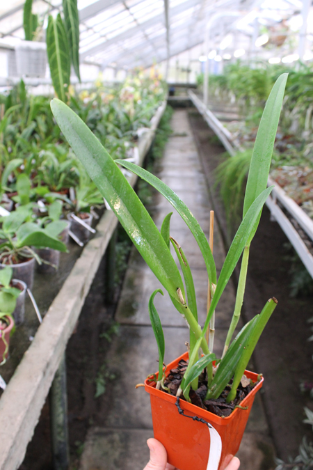 Brassavola fragrans x Laeliocattleya Elizabeth Hearn.jpg
