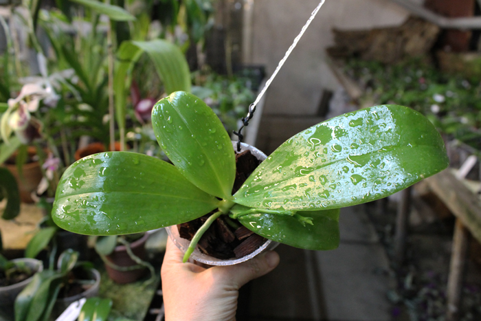 Phalaenopsis Ld's Bear King x violacea indigo.jpg
