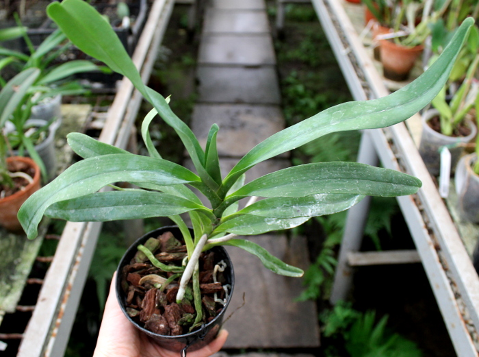 Angraecum bosseri.JPG