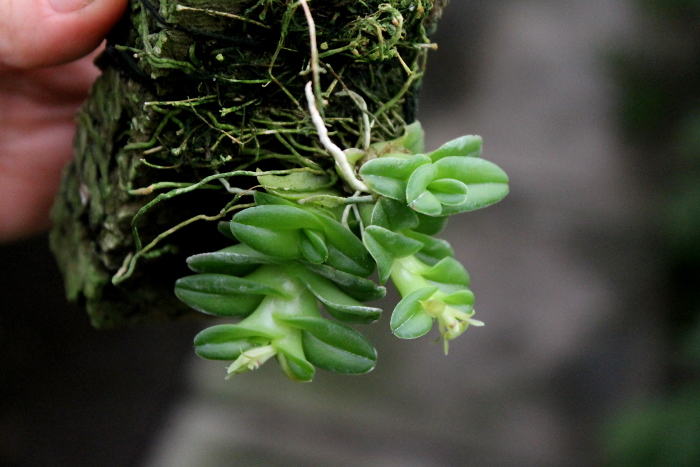 Epidendrum Gonzalez Tamayoi.JPG