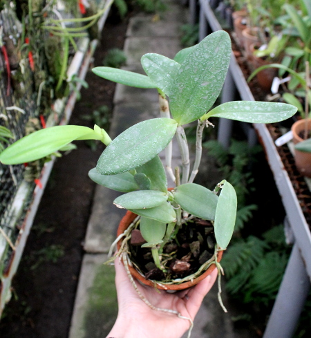 Cattleya intermedia aquini rosea-concolor XXX x Cattleya intermedia aquini alba 'Superba' XXX.JPG