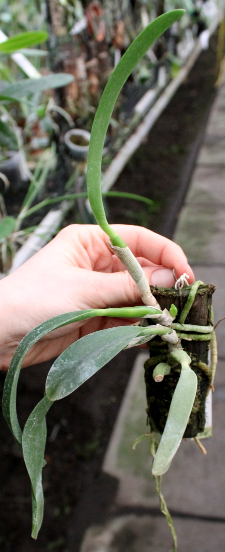 Laelia jongheana alba (Z-88) x Laelia jongheana suavissima.JPG