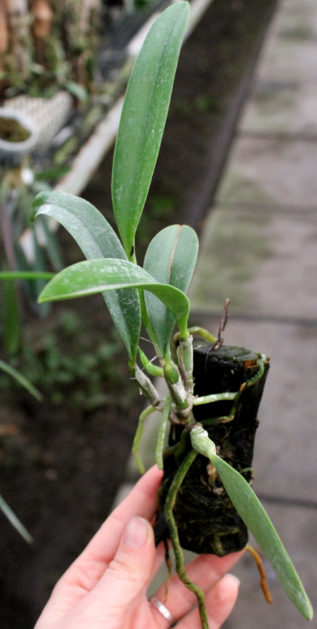 Laelia jongheana alba (Z-88) x Laelia jongheana suavissima2.JPG