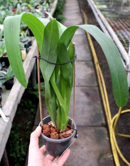 Aliceara Pacific Nova 'Butter Buds'.JPG