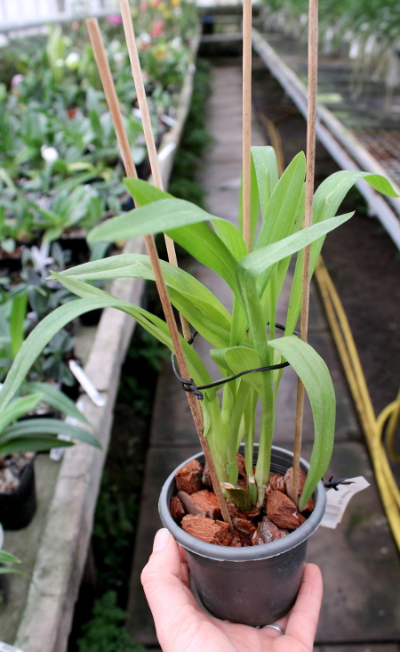 Rhynchostele bictoniense.JPG