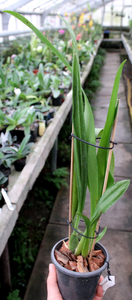 Beallara Tropic Lily 'Ice Palace'.JPG