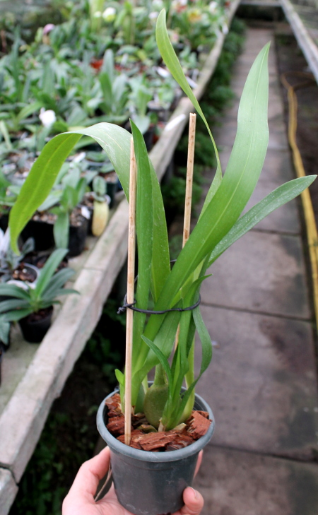 Beallara Mathias 'Glamour'.JPG